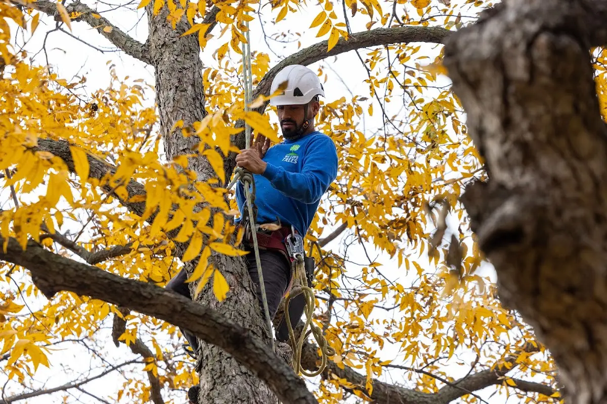 Skilled Tree Trimming crew working in Clinton